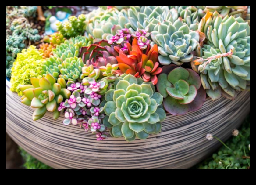 العصارة نبات الاختيار البسيط 3 هل يمكنك التوصية بطرق إبداعية لاستخدام العصارة في الديكور البسيط لإضافة المساحات الخضراء؟