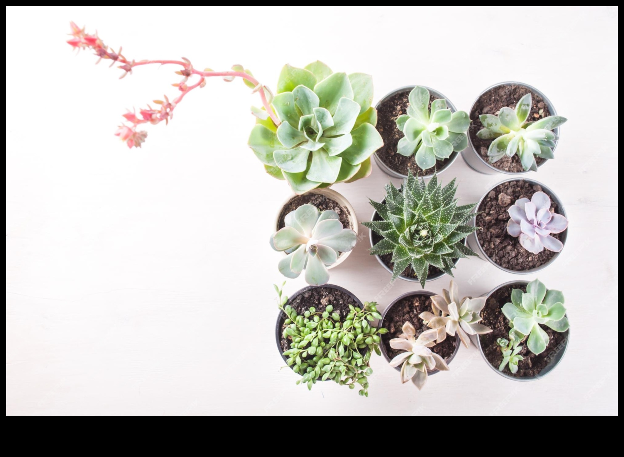 العصارة نبات الاختيار البسيط 5 هل يمكنك التوصية بطرق إبداعية لاستخدام العصارة في الديكور البسيط لإضافة المساحات الخضراء؟