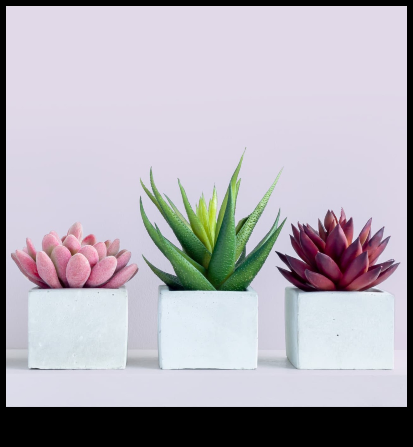 العصارة نبات الاختيار البسيط 2 هل يمكنك التوصية بطرق إبداعية لاستخدام العصارة في الديكور البسيط لإضافة المساحات الخضراء؟