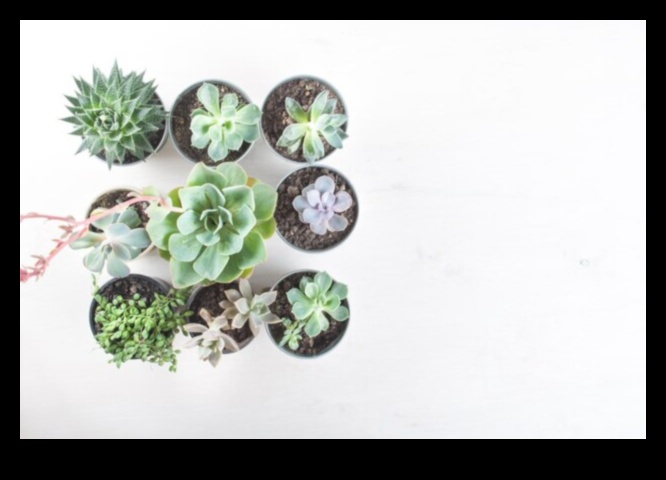 العصارة نبات الاختيار البسيط 4 هل يمكنك التوصية بطرق إبداعية لاستخدام العصارة في الديكور البسيط لإضافة المساحات الخضراء؟