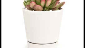 هل يمكنك التوصية بطرق إبداعية لاستخدام العصارة في الديكور البسيط لإضافة المساحات الخضراء؟