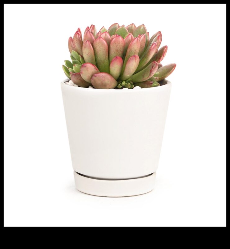 هل يمكنك التوصية بطرق إبداعية لاستخدام العصارة في الديكور البسيط لإضافة المساحات الخضراء؟