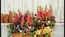 أناقة الأزهار: حاوية البستنة لكل منزل