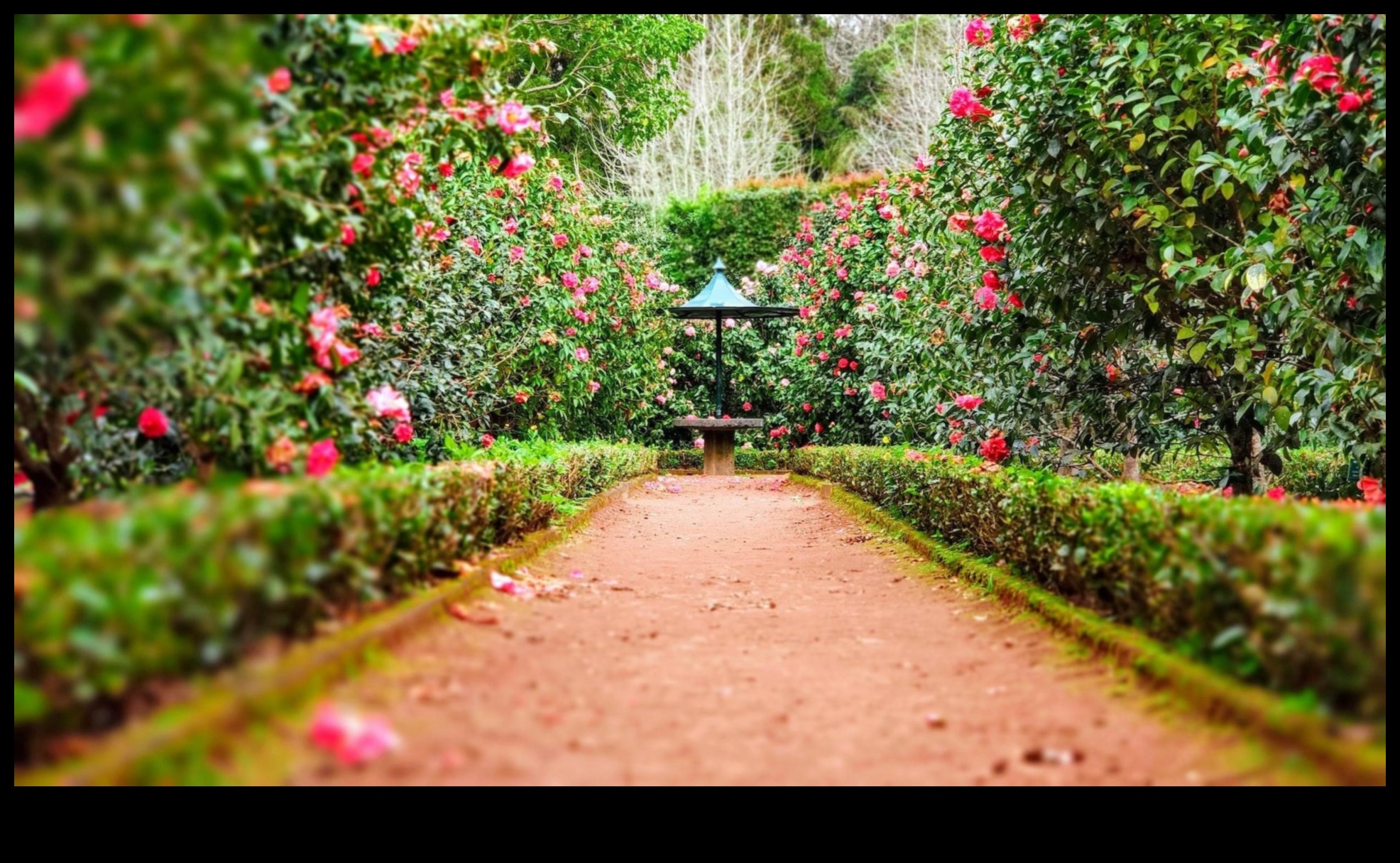 الصفاء المنحوت: لهجات أنيقة لحديقة أنيقة