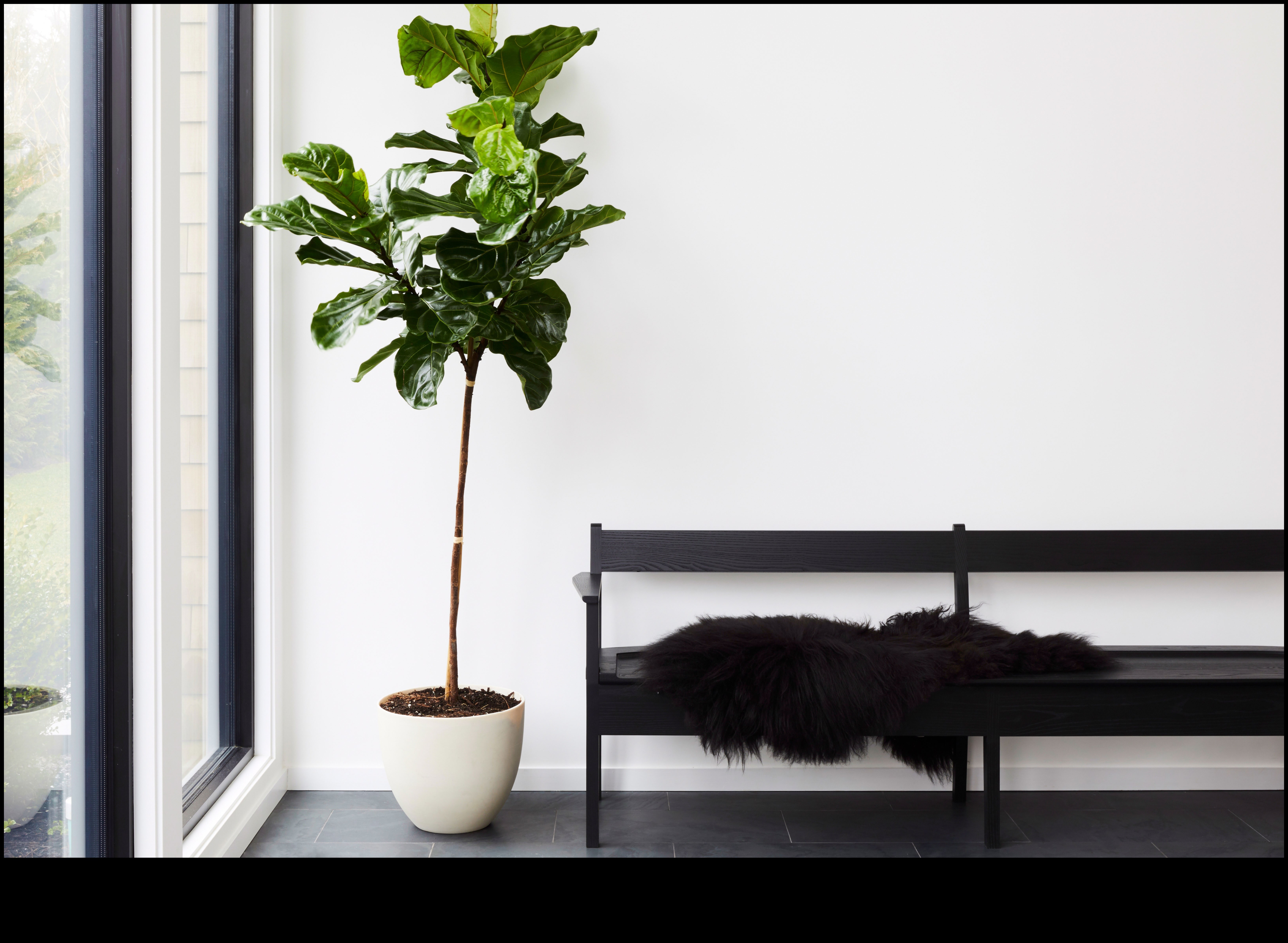 أزهار في كل غرفة: مسرات البستنة الداخلية