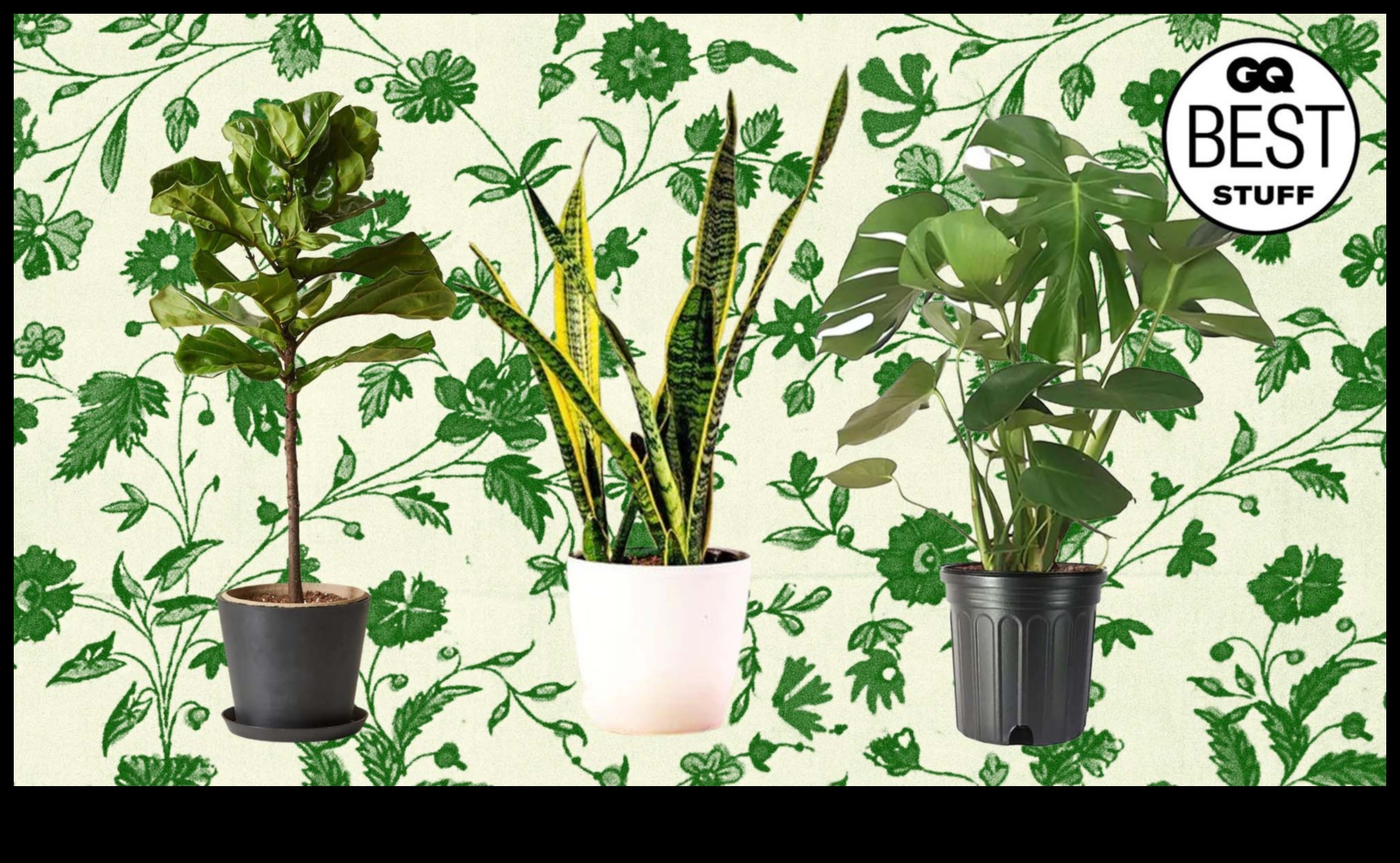 أزهار في كل غرفة: مسرات البستنة الداخلية