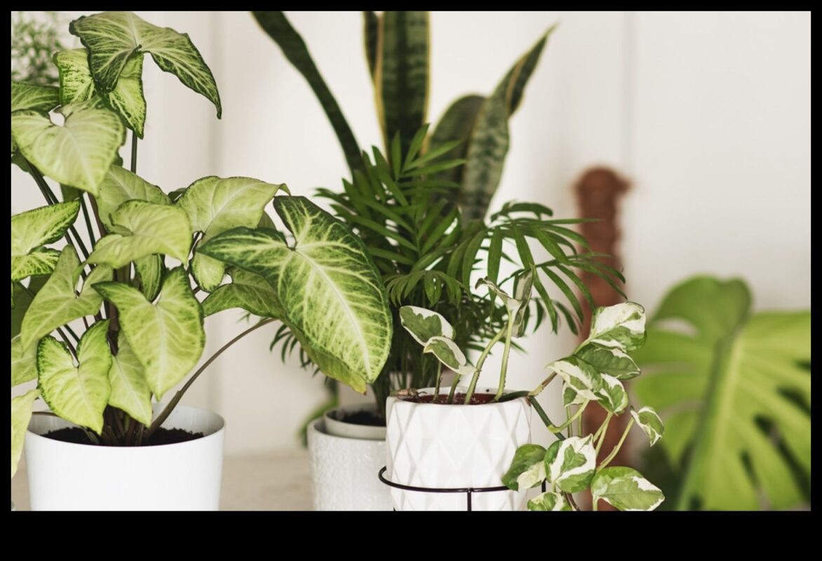 أزهار في كل غرفة: مسرات البستنة الداخلية