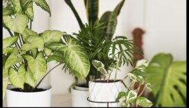 أزهار في كل غرفة: مسرات البستنة الداخلية