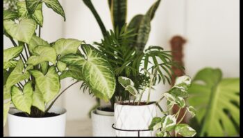 أزهار في كل غرفة: مسرات البستنة الداخلية