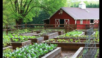 جذور المرونة: القوة الكامنة وراء صيانة الحدائق من قبل خبراء