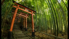 نسائم الخيزران: أسرار البستنة اليابانية