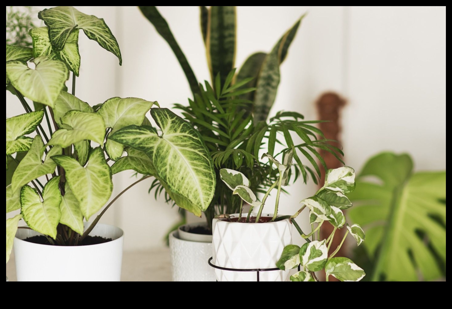 أزهار في كل غرفة: مسرات البستنة الداخلية